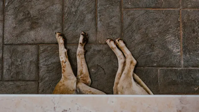 A dog lying pressed against the floor near its owner's feet, showing tense, low body posture