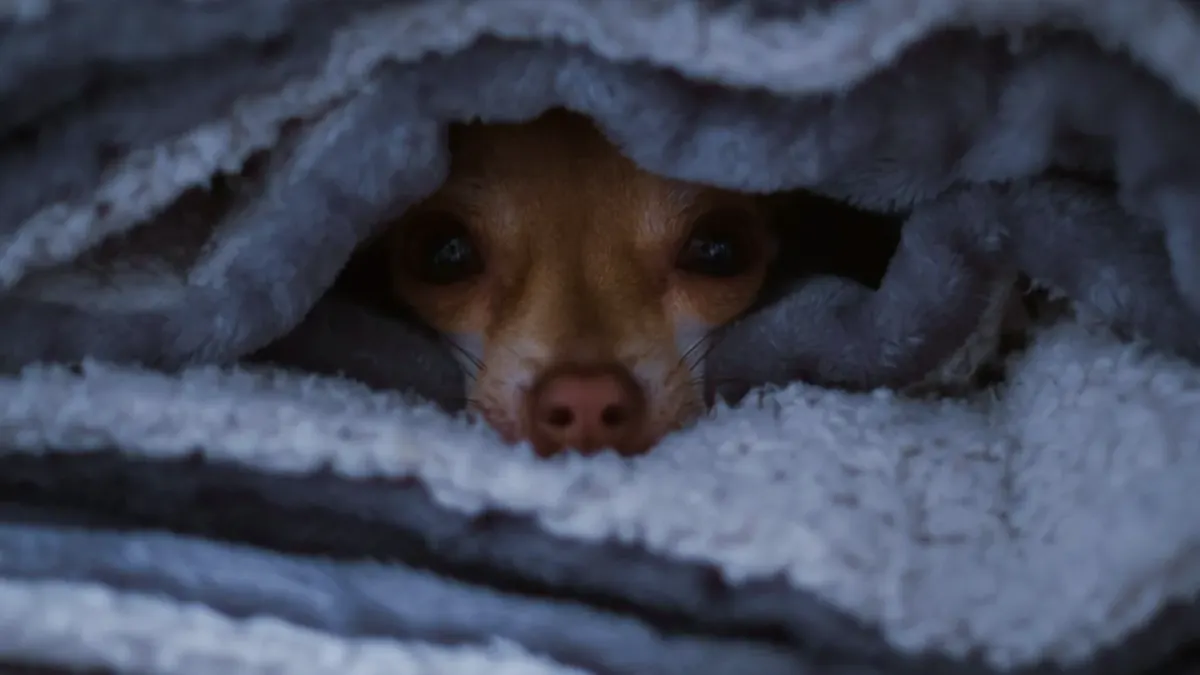 A dog pressed low under a desk while looking toward a rain-streaked window