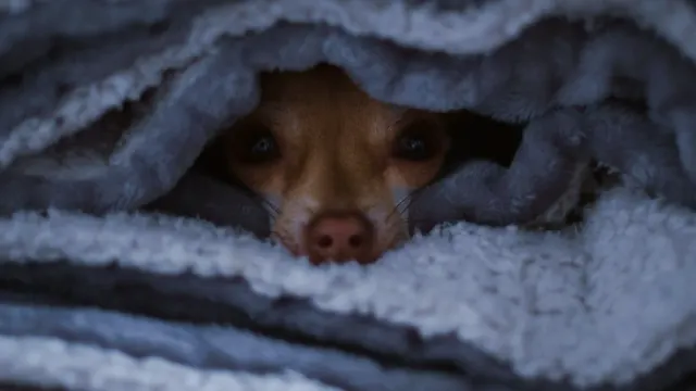 A dog pressed low under a desk while looking toward a rain-streaked window