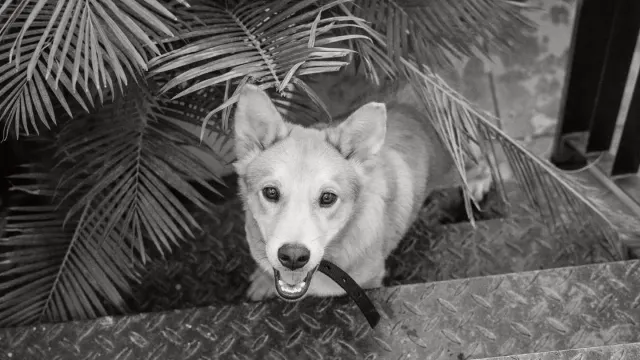 A dog standing at the base of a staircase, weight shifted onto its front legs