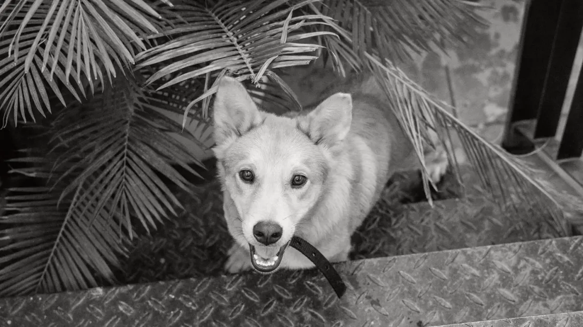 A dog standing at the base of a staircase, weight shifted onto its front legs