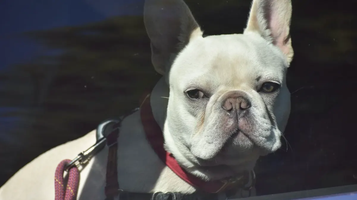 A dog standing in the back seat of a car looking toward the window