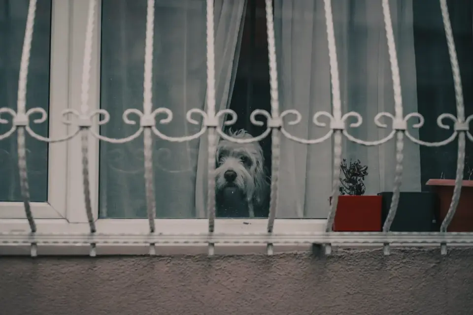 A dog watching from a window as its owner leaves the house