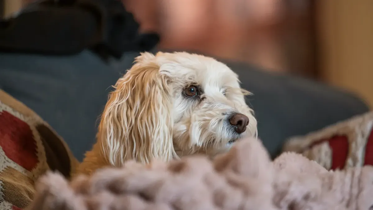 A dog wearing a fitted pressure wrap vest lying on a living room floor