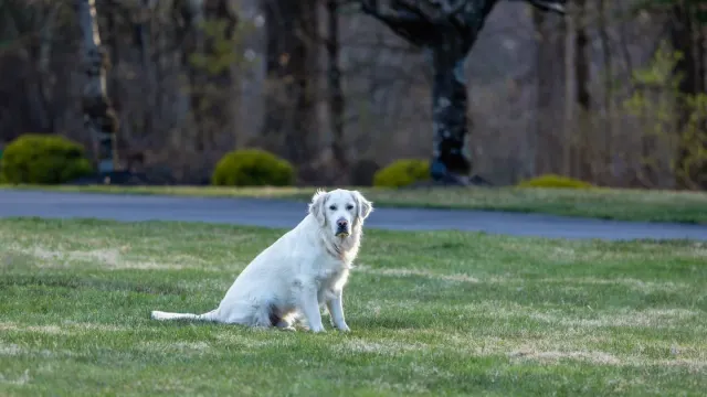 A golden retriever mid-stride, walking across a grassy backyard