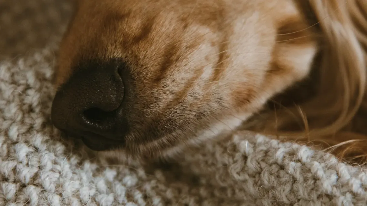 A gray-muzzled senior golden retriever lying calmly on an orthopedic dog bed