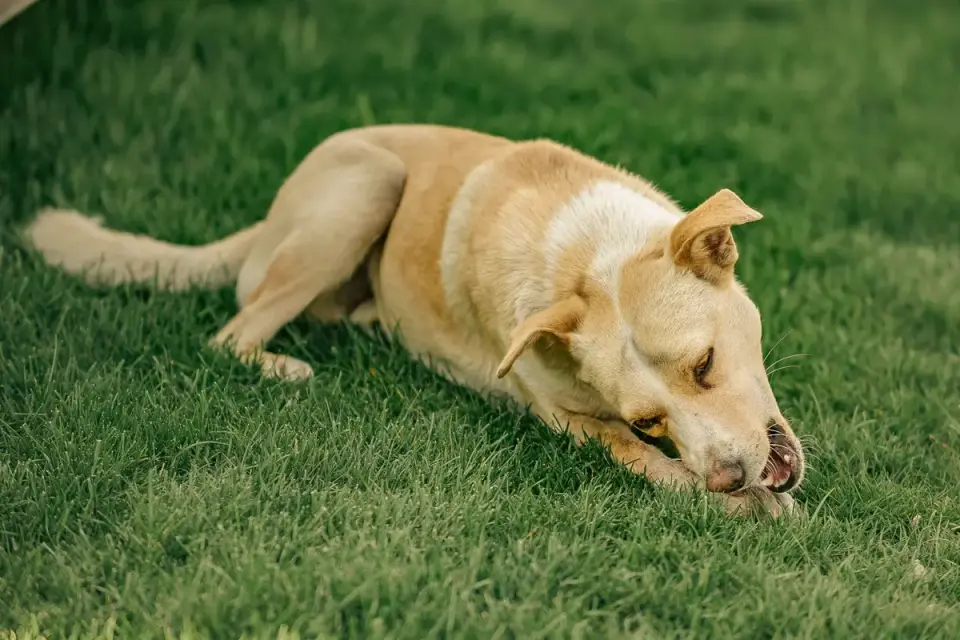 A senior dog chewing a soft joint supplement treat held by its owner