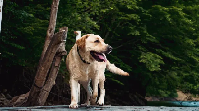 A senior dog pausing mid-stride, weight shifted off its hind legs