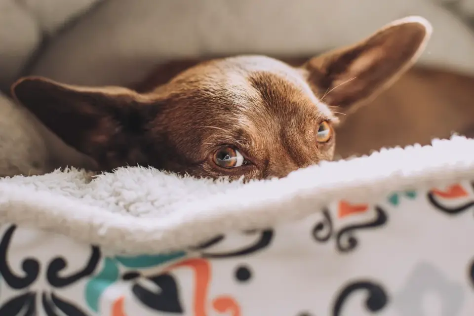 A senior dog resting on an orthopedic bed in a quiet living room