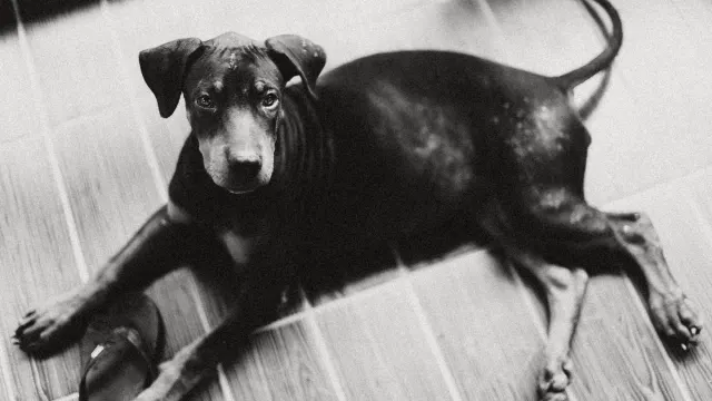 A senior dog resting on a living room floor with its hind legs tucked to one side