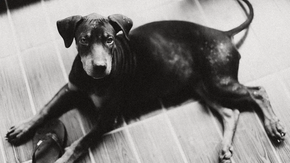 A senior dog resting on a living room floor with its hind legs tucked to one side