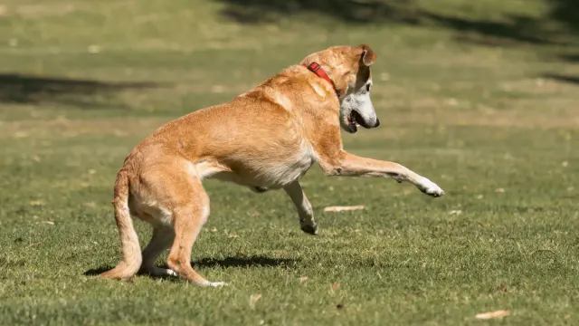 A senior dog stretching its hind leg on a grassy path during a morning walk