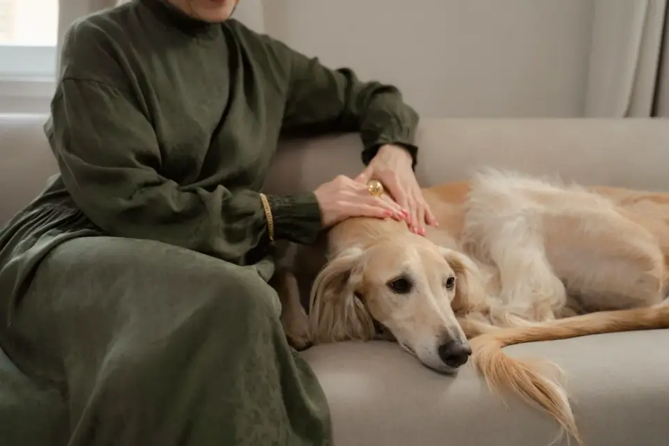 A senior dog taking a soft chew supplement directly from an owner's hand