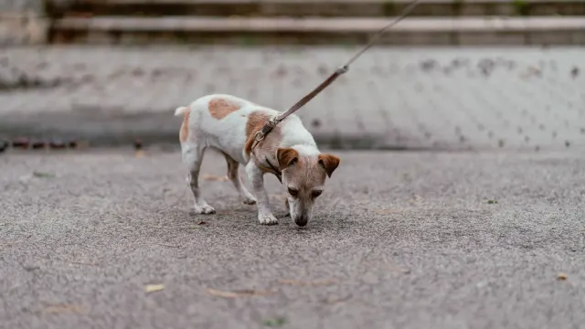 A senior dog walking slowly on a leash along a park path