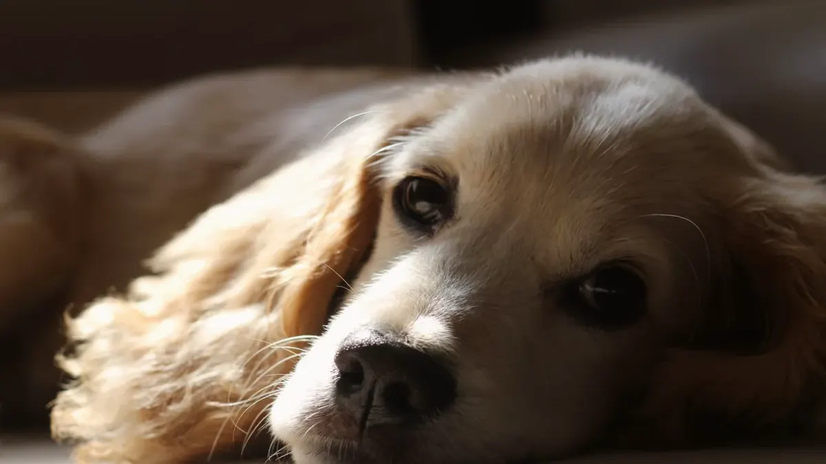A senior golden retriever lying on an orthopedic bed near a sunlit window