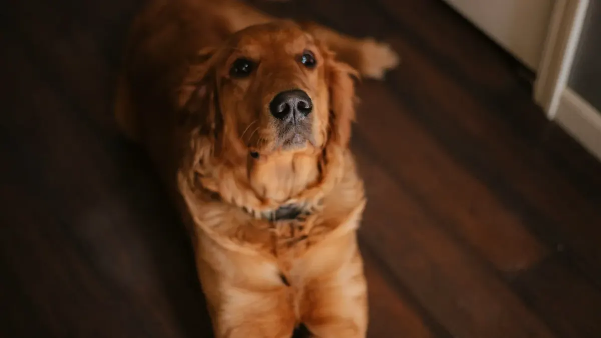 A senior golden retriever pausing mid-rise from a dog bed