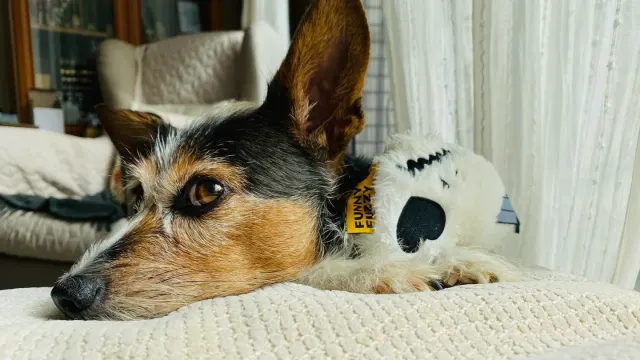 A small dog curled up and resting on a bed as evening light fades