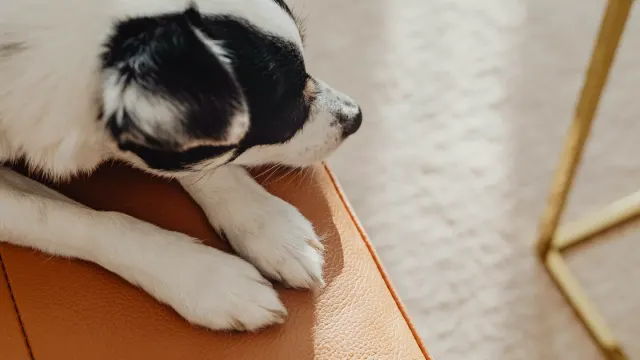 A small dog lying calmly across an owner's lap on a living room couch
