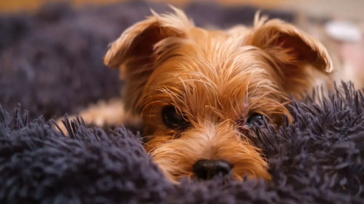 A small dog lying curled on a blanket in a quiet living room