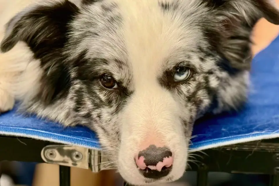 A veterinarian examining a Collie-type dog on an exam table
