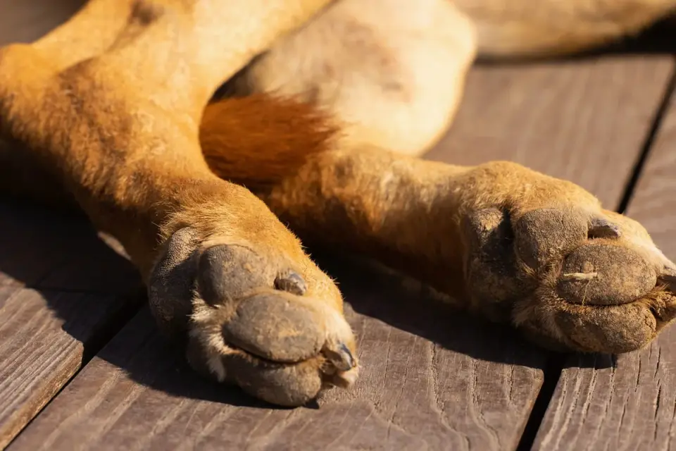 A veterinarian gently checking a dog&#x27;s hind leg joint during a wellness exam