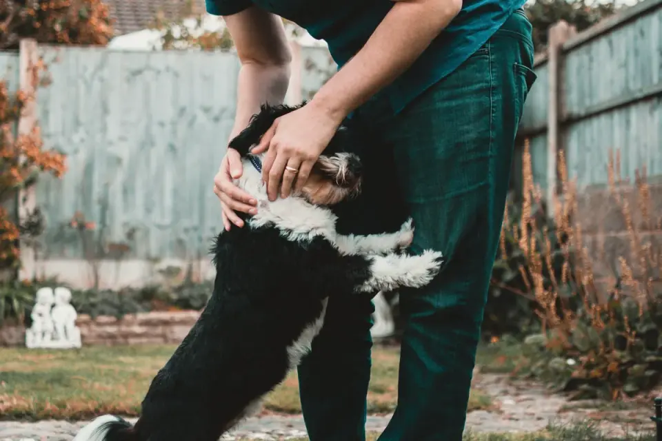 A veterinarian gently checking a dog&#x27;s hip and rear leg mobility during an exam