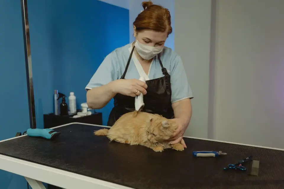 A veterinarian gently examining a calm dog on an exam table