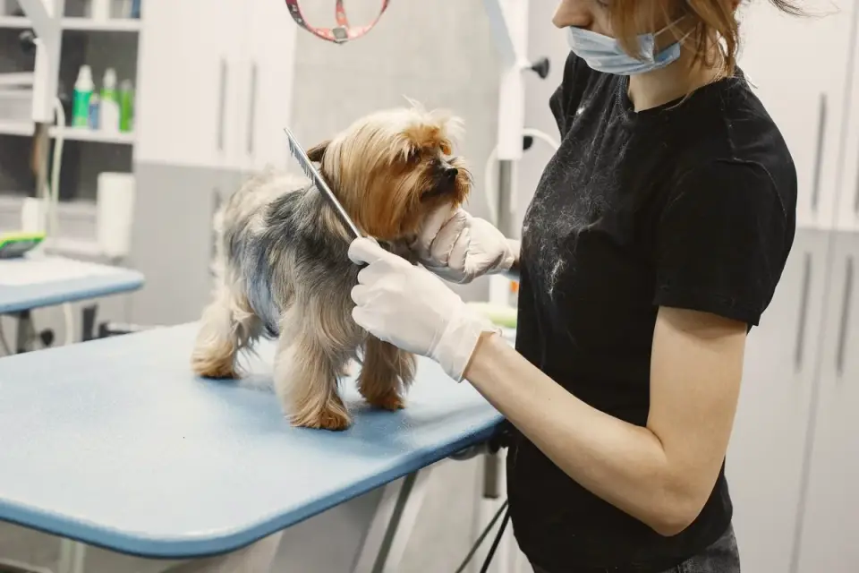 A veterinarian gently examining a small dog on an exam table