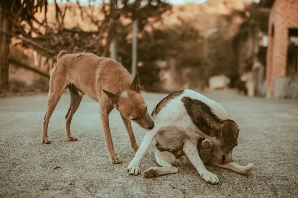 A veterinarian gently palpating a dog's hind leg to assess muscle tone
