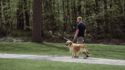 A veterinarian gently palpating a senior dog's hind leg during a joint exam