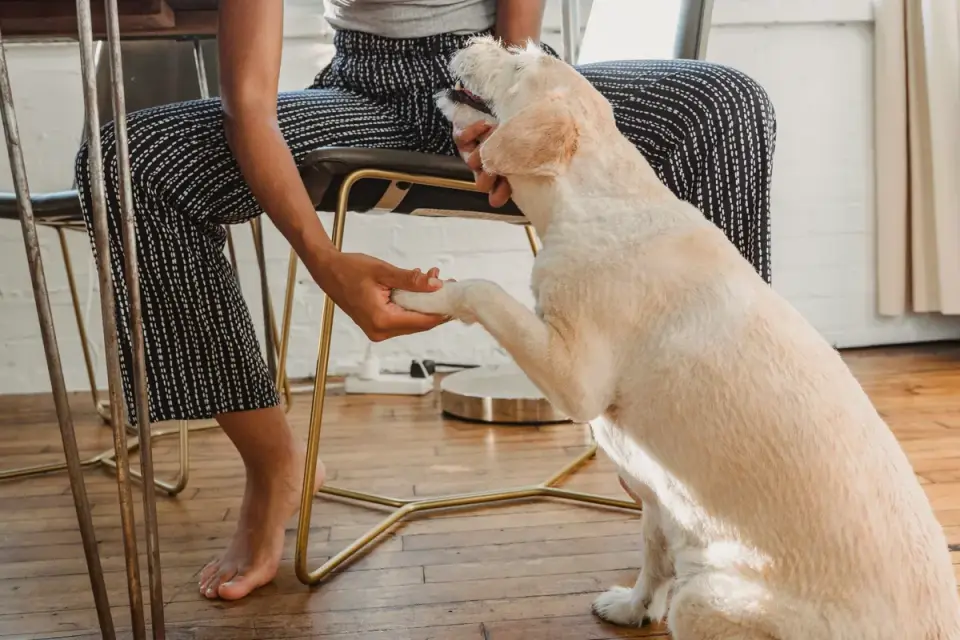 A veterinarian testing a dog's hind leg reflexes during an exam