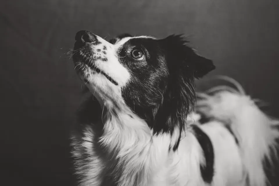 An older dog standing alert in a dim room at night