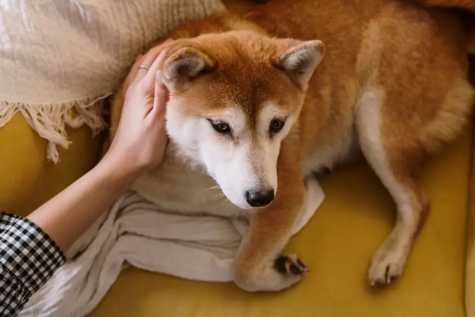 An older dog taking a soft chew supplement from its owner&#x27;s hand