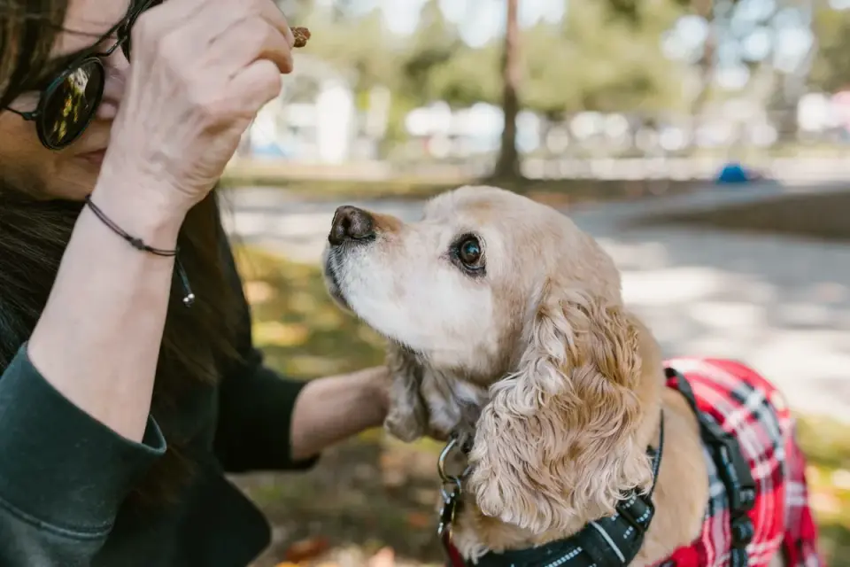 An owner handing a soft chew to a dog seated in the back of a car