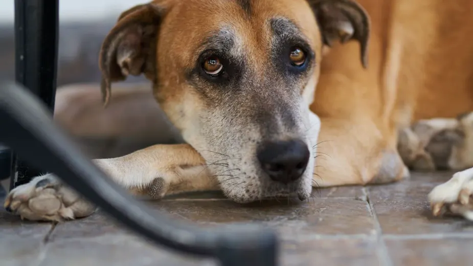 Calm dog resting at home