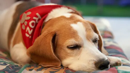 Calm dog resting at home