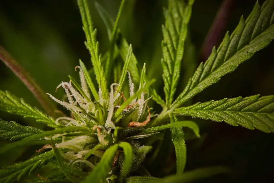 Close-up of hemp plant leaves alongside a handful of hemp seeds