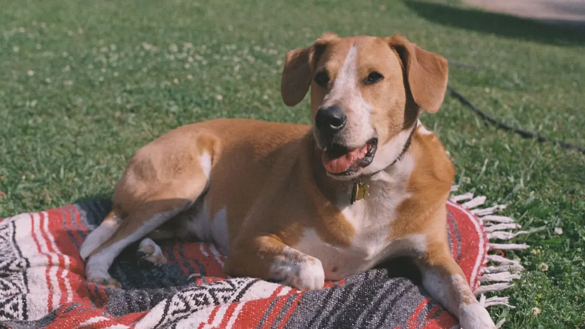 Dog curled on a blanket