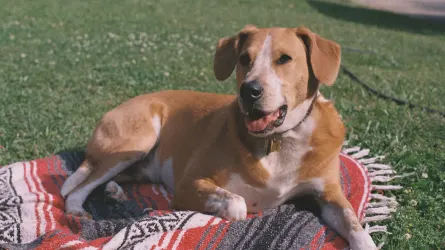 Dog curled on a blanket