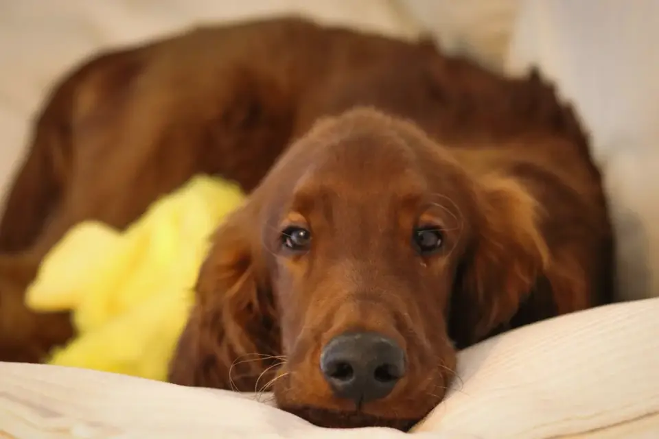 Dog curled on a blanket