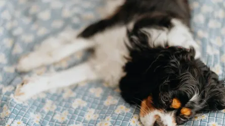 Dog curled on a blanket