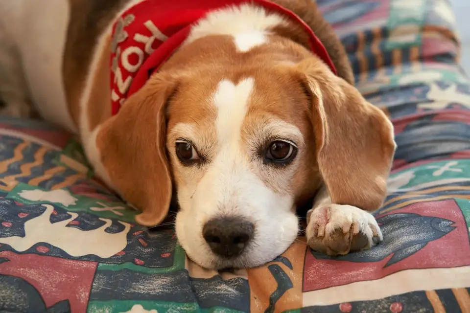 Dog curled on a blanket