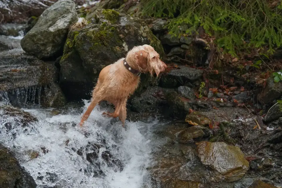 Dog drinking water
