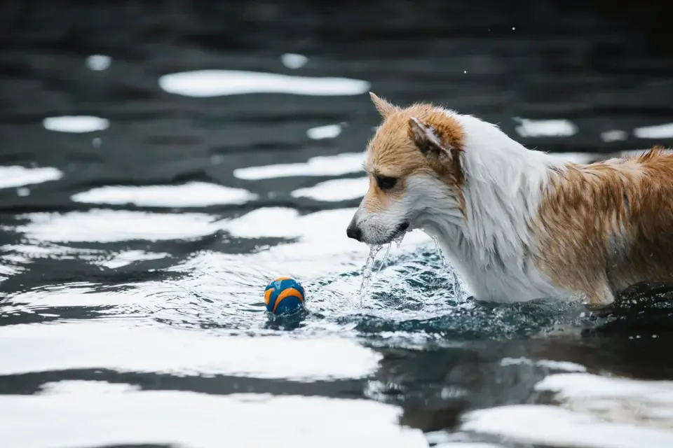 Dog drinking water