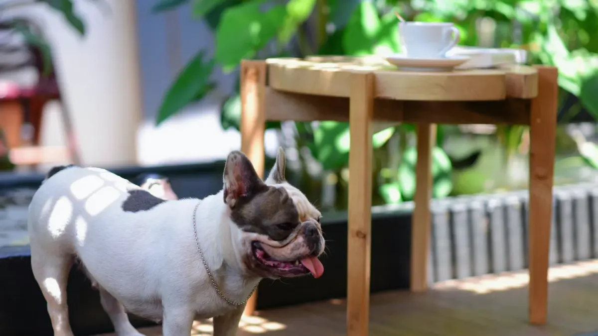 Dog drinking water