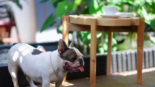Dog drinking water