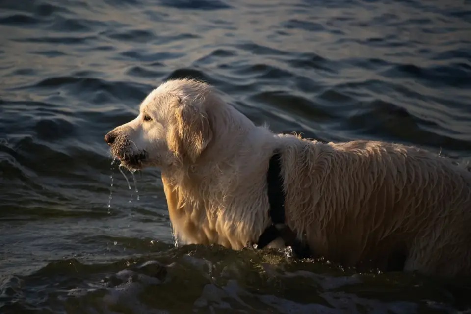 Dog drinking water