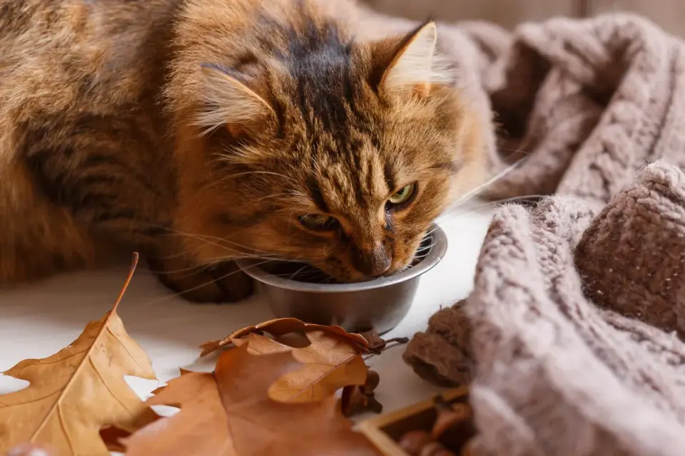 Dog eating a meal topped with a spoonful of pumpkin puree