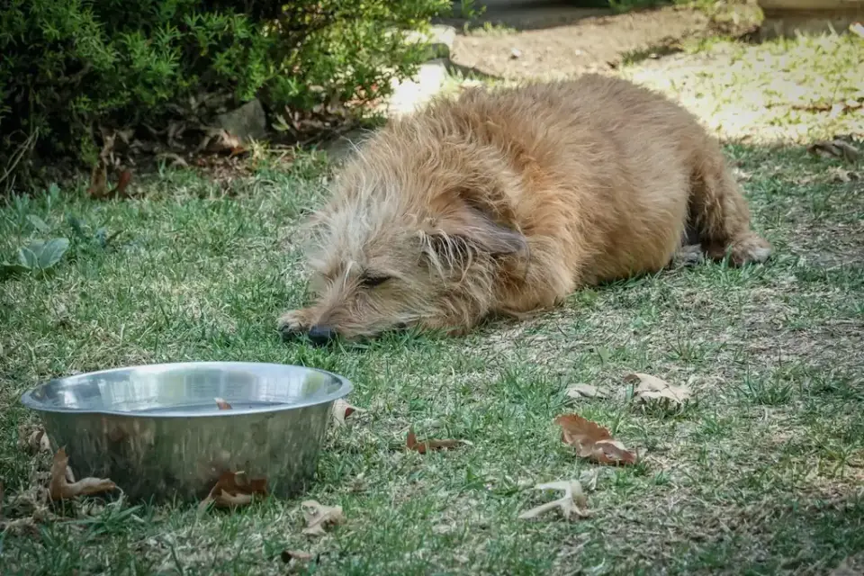 Dog eating from a bowl at home