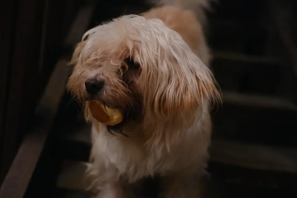Dog eating from a bowl at home